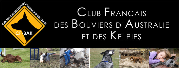 Forum Club Fran�ais des Bouviers d\'Australie et des Kelpies