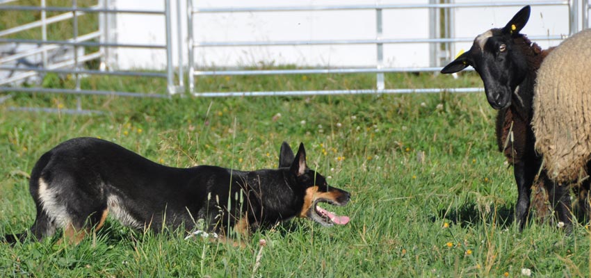 kelpie au troupeau