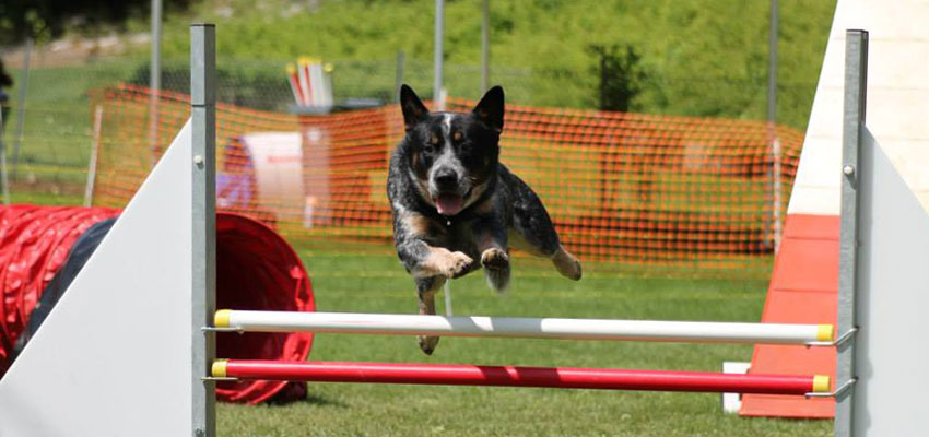 bouvier australien en agility