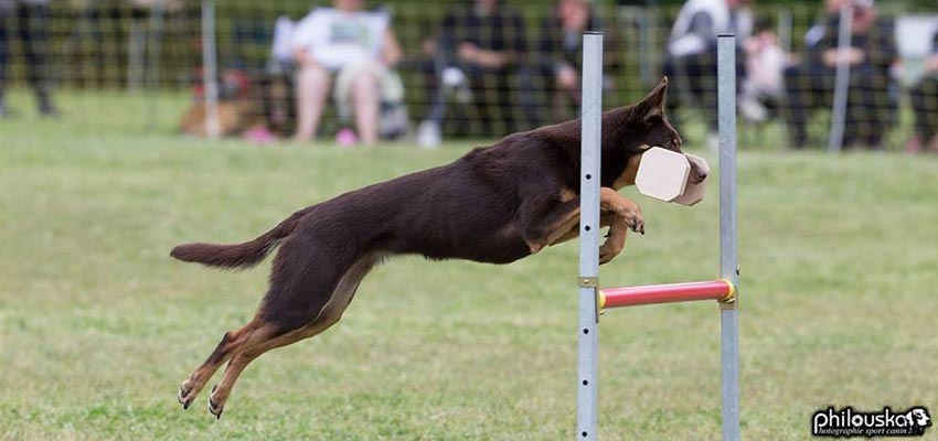 kelpie au rapport d'objet