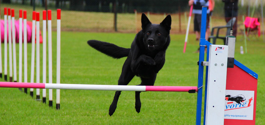 kelpie en agility