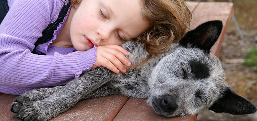 bouvier australien et enfant