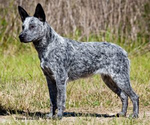 Races du CF-BAK le bouvier australien queue courte