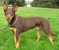 australien kelpie