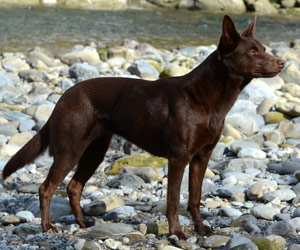 Races du CF-BAK le kelpie