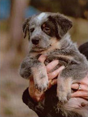 chiot aussie