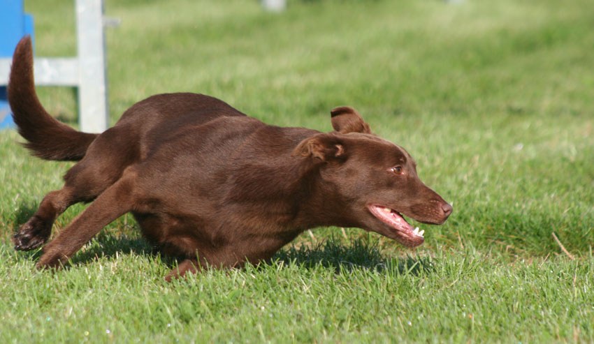 kelpie en agility