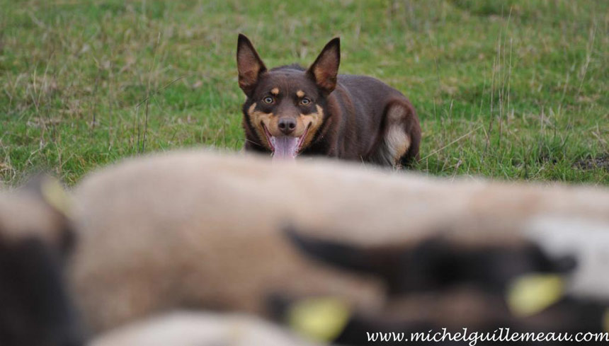 TAN kelpie et bouvier australien