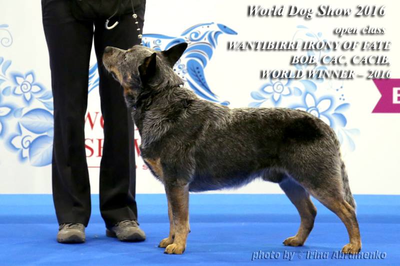 World Dog Show 2016 australian cattle dog winner